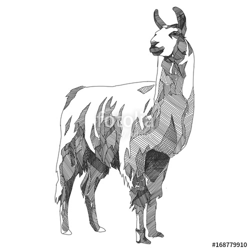 500x500 Lama Vector Graphics Sketch Black And White Monochrome Stock - Lama Sketch