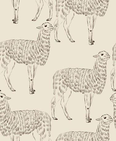 377x458 Sketch Lama Stock Vectors - Lama Sketch
