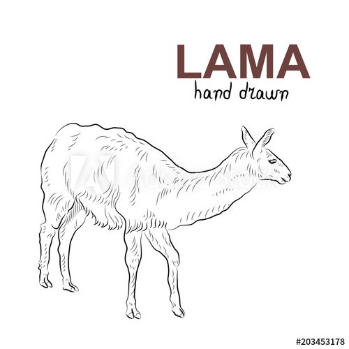 500x500 Sketch Of Lama. Handmade Drawn. - Lama Sketch