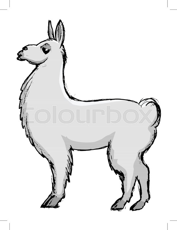 617x800 Vector, Coloured, Sketch, Hand Drawn Image Of Lama Stock Vector - Lama Sketch