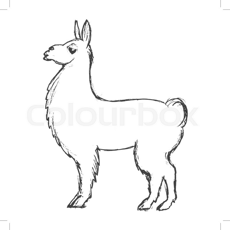 800x800 Vector, Sketch, Hand Drawn Illustration Of Lama Stock Vector - Lama Sketch