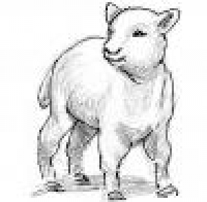 300x294 Behold, The Lamb Of God Celebration Publications - Lamb Of God Sketch