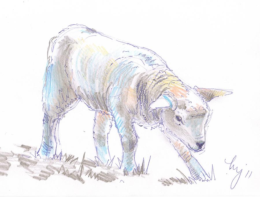 900x682 Lamb Sketch Drawing By Mike Jory - Lamb Sketch