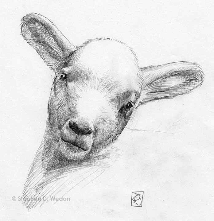 697x720 Lamb Steve Wedan Art - Lamb Sketch