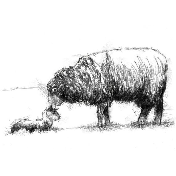 570x570 Sheep And Lamb Sketch Limited Edition Fine Art Print From Etsy - Lamb Sketch