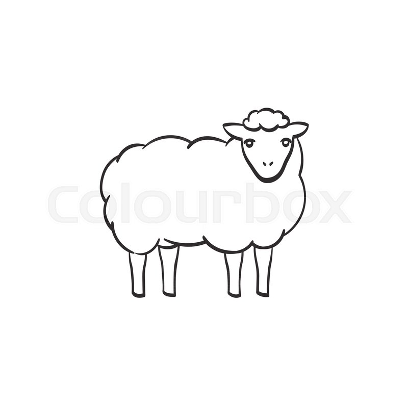 800x800 Sheep With Wool Hand Drawn Outline Doodle Icon. Vector Sketch - Lamb Sketch