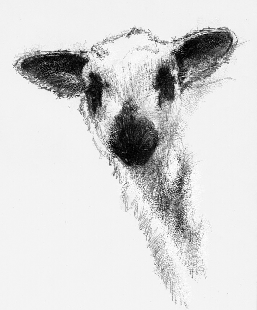 850x1024 Spring Lamb - Lamb Sketch