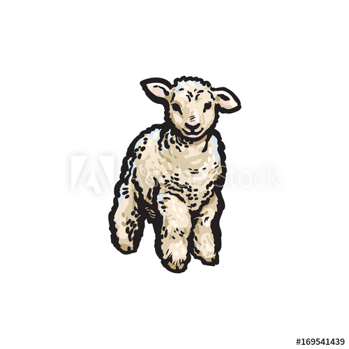 500x500 Vector Sketch Cartoon Style Lamb. Isolated Illustration On A White - Lamb Sketch