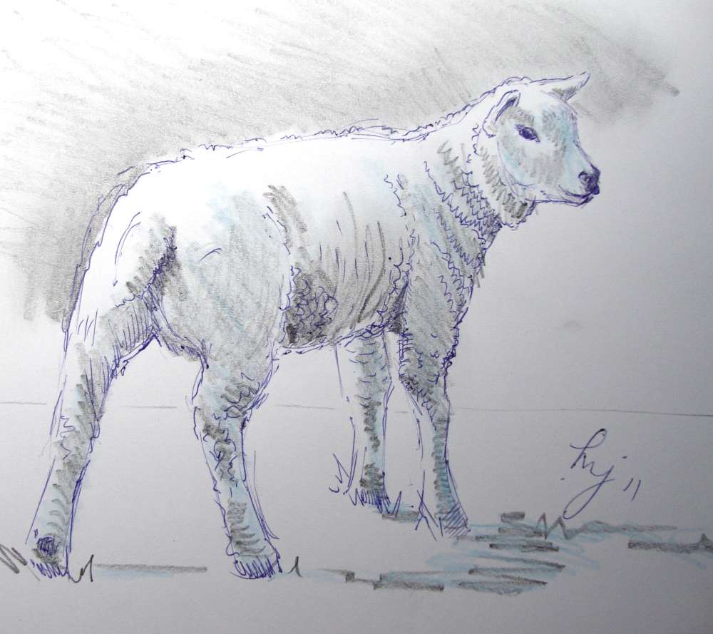 1000x889 Art By Mike Jory Sketchbook Lamb Sketch - Lamb Sketch