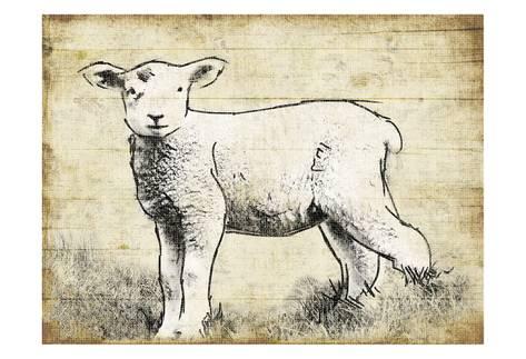 473x323 Vintage Lamb Sketch Poster By Jace Grey - Lamb Sketch