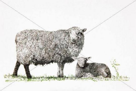 540x360 Lamb Sketches Sheep And Lamb, Drawing, Artist, Gerhard Kraus - Lamb Sketch