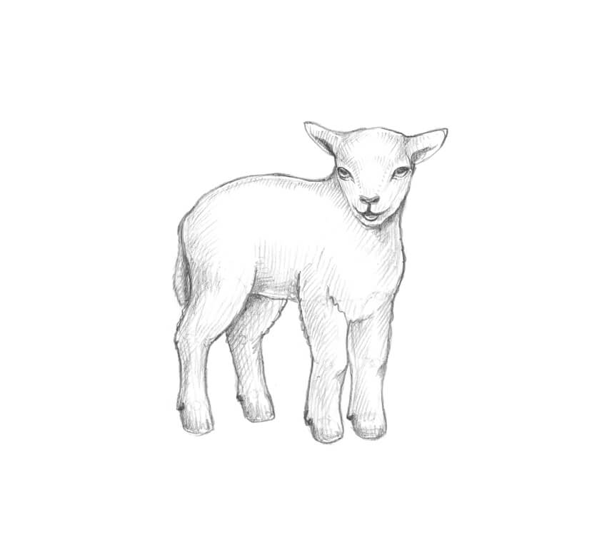 850x764 How To Draw A Sheep - Lamb Sketch