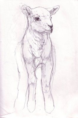 263x400 Ketch Wehr Lamb Sketch For Easter Frame Easter - Lamb Sketch