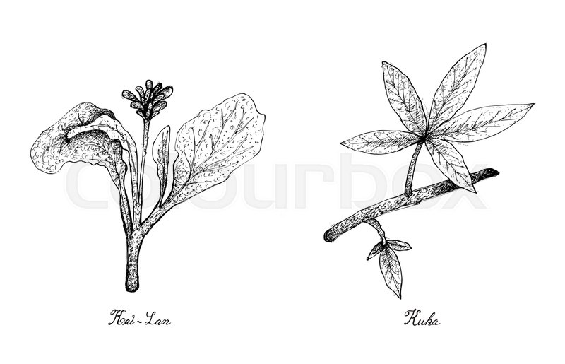 800x515 Vegetable Salad, Illustration Of Hand Drawn Sketch Delicious Fresh - Lan Sketch