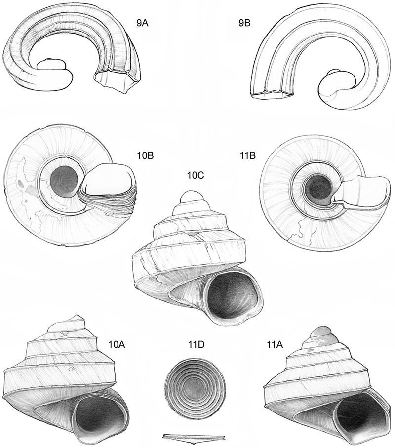 800x908 Microscope World Blog 48 New Land Snail Species Discovered - Land Sketch
