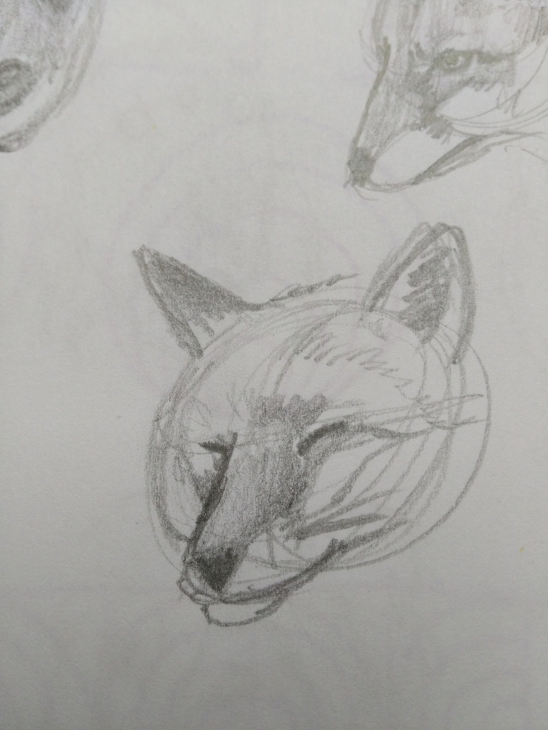 768x1024 Fox Sketches - Large Sketches