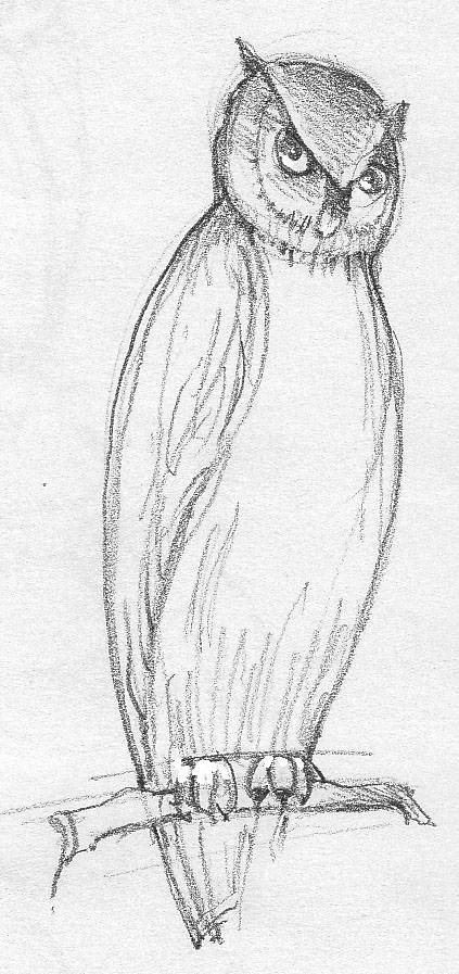 423x897 Owl Drawings With Those Large Watchful Eyes! - Large Sketches