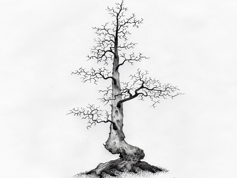 Large Tree Sketch