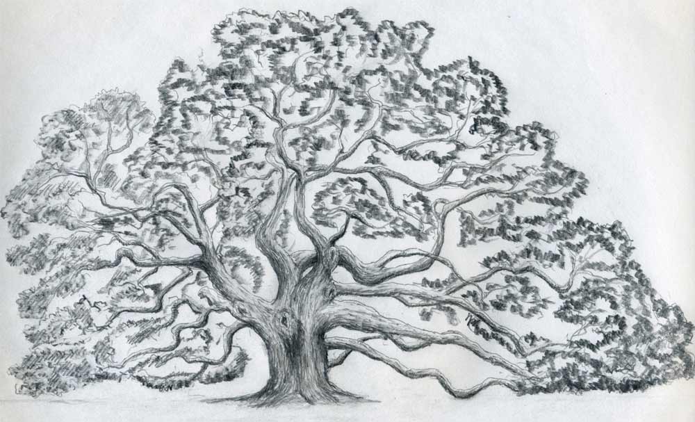 1000x607 Draw An Oak Tree. Angel Oak Tree. - Large Tree Sketch