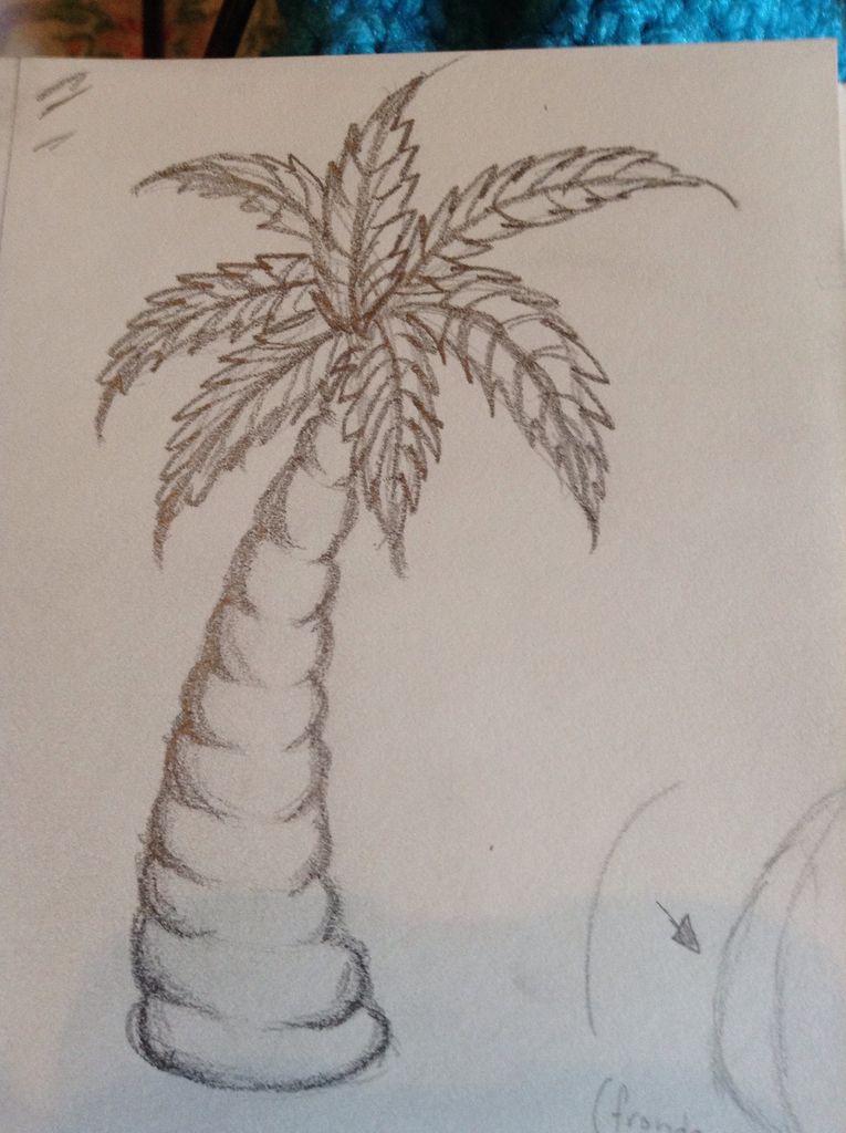 765x1024 How To Draw A Palm Tree 6 Steps - Large Tree Sketch