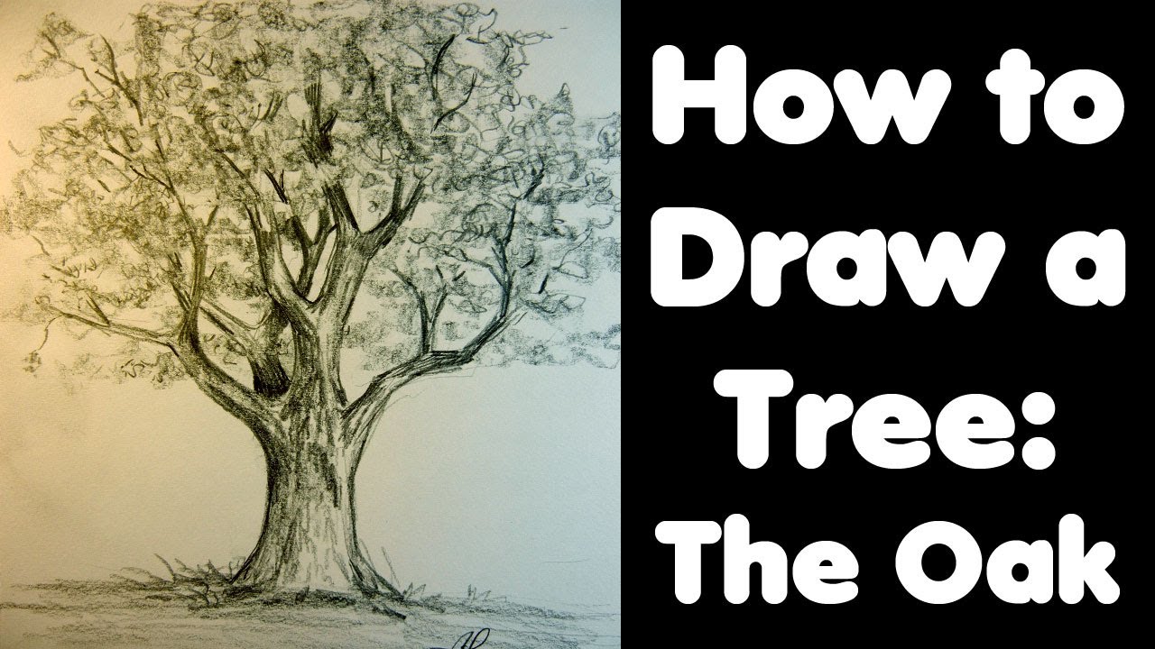 Large Tree Sketch At Paintingvalley Com Explore Collection Of