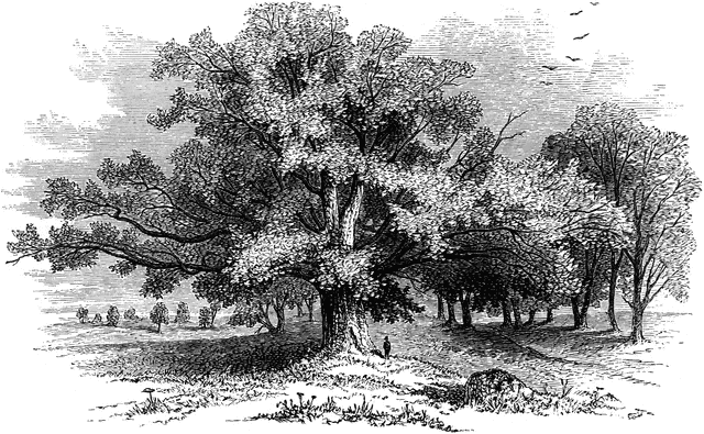 640x395 Large Tree Small Person Clipart Etc - Large Tree Sketch