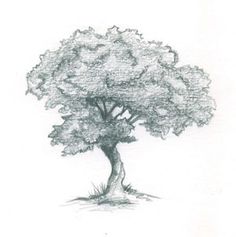 236x237 Learn How To Draw Trees In This Simple Step By Step Demonstration - Large Tree Sketch