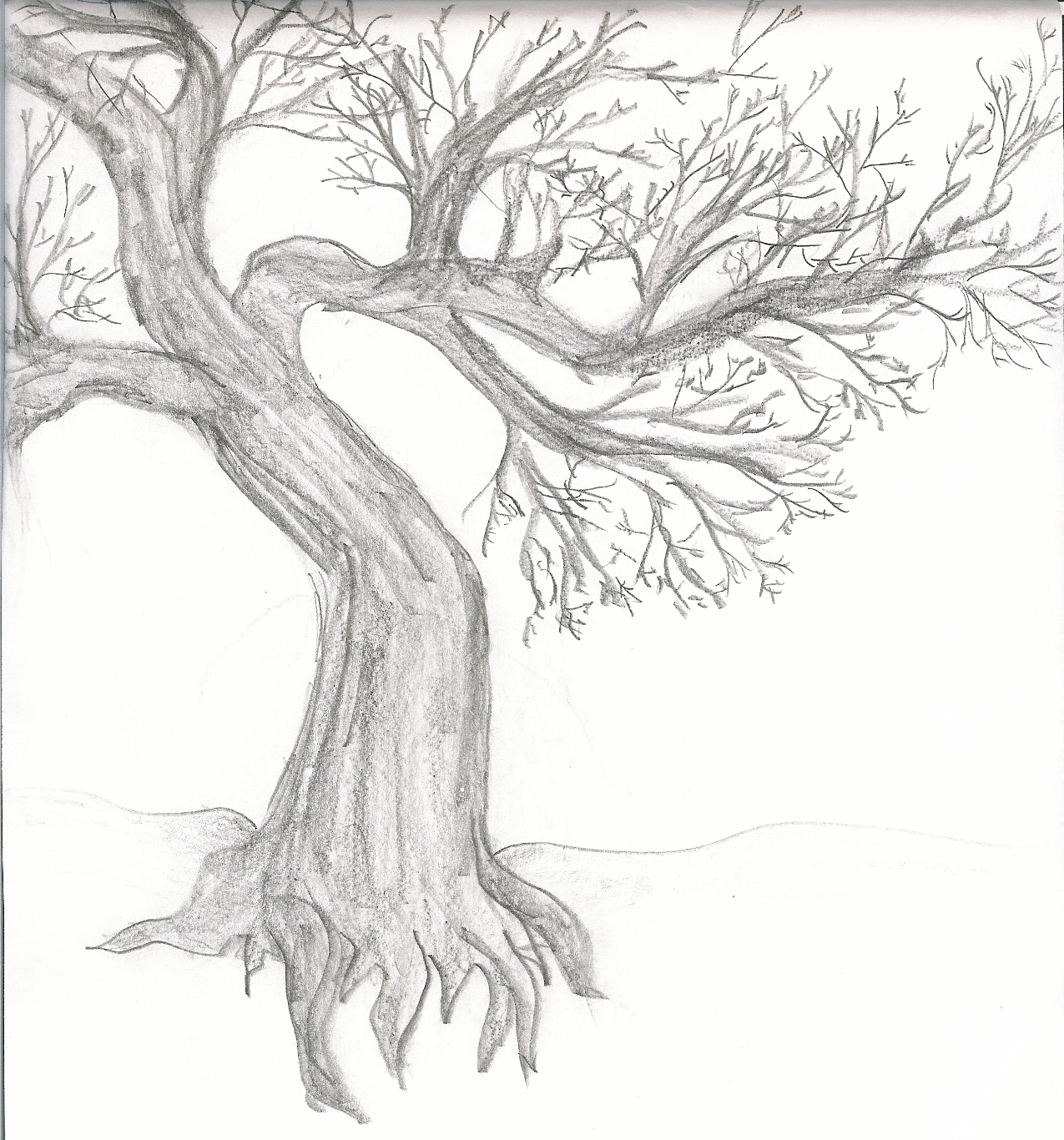 1275x1366 Old Gnarled Tree - Large Tree Sketch