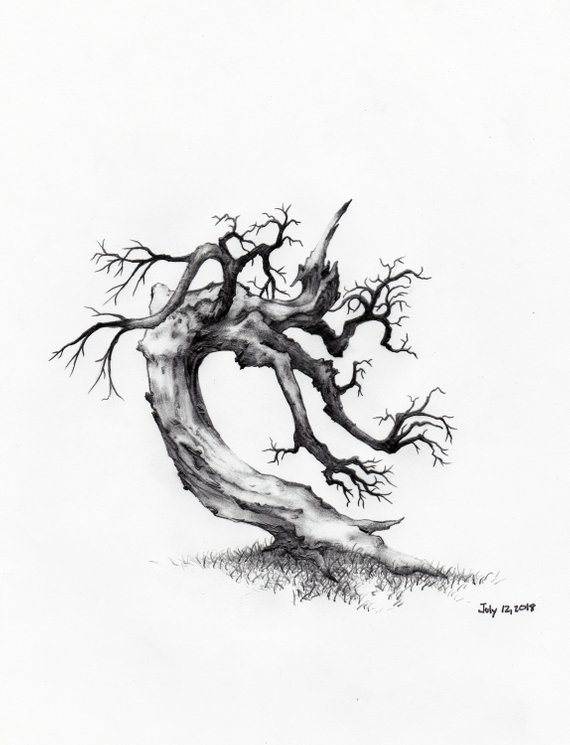 570x745 Original Pencil Sketch Of Tree Part Of A Large Art Series Etsy - Large Tree Sketch