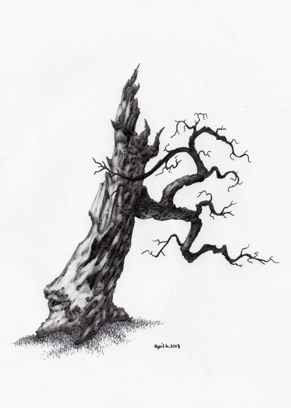 570x798 Original Pencil Sketch Of Tree Part Of A Large Series. Tree Etsy - Large Tree Sketch