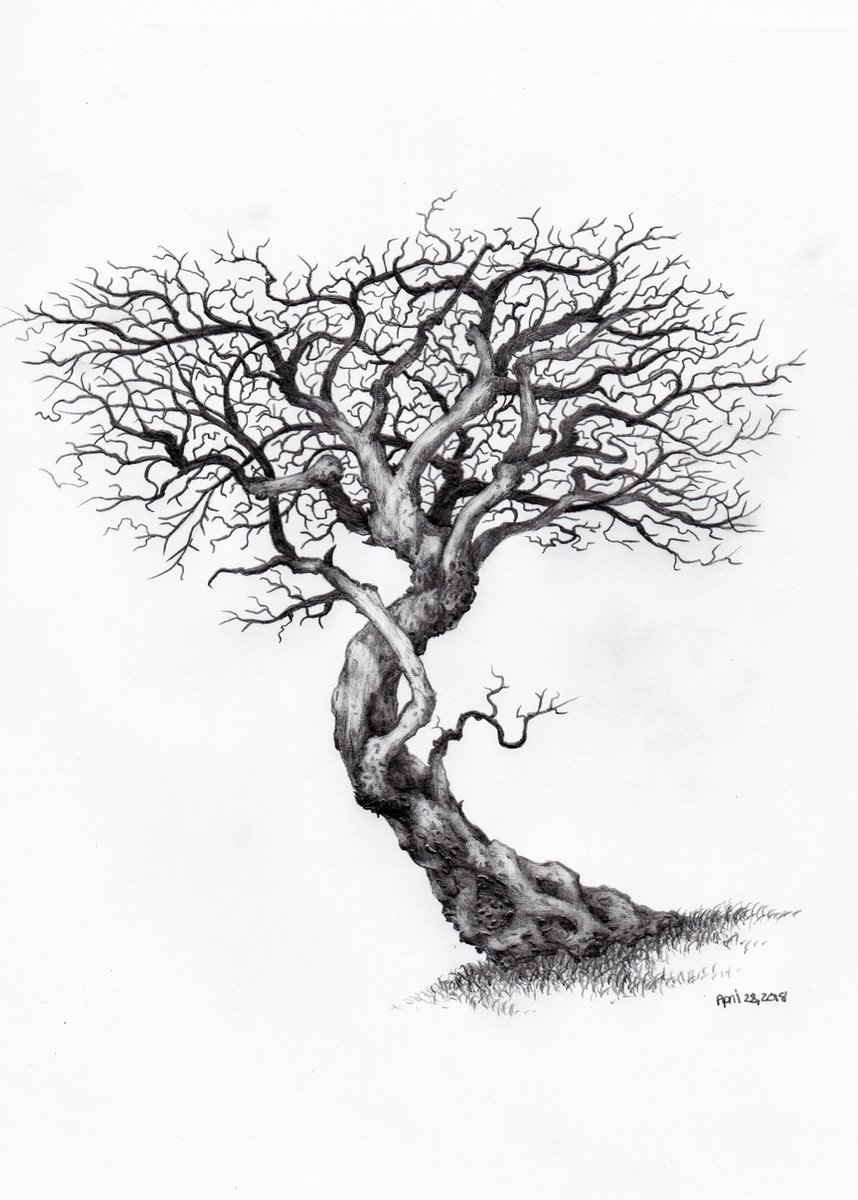 858x1200 Owentree Sketches On Twitter Excited To Share The Latest - Large Tree Sketch