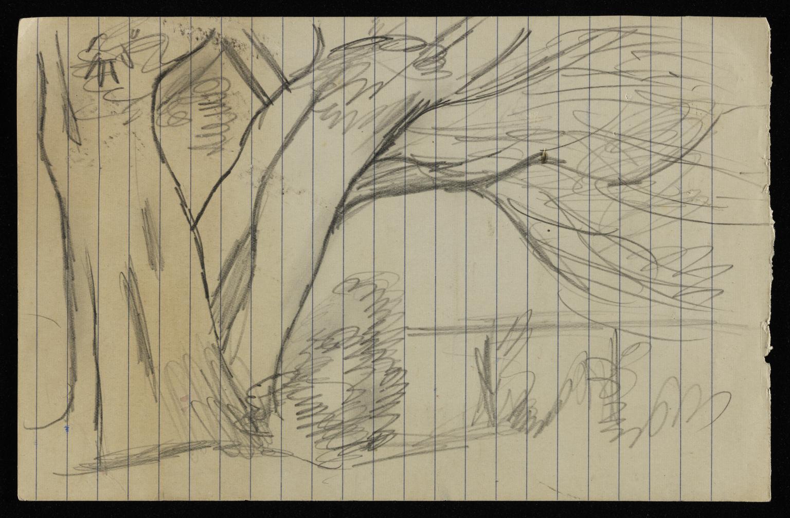 1536x1008 Sketch Of A Landscape Scene With Large Tree Trunks, Shrubs And - Large Tree Sketch