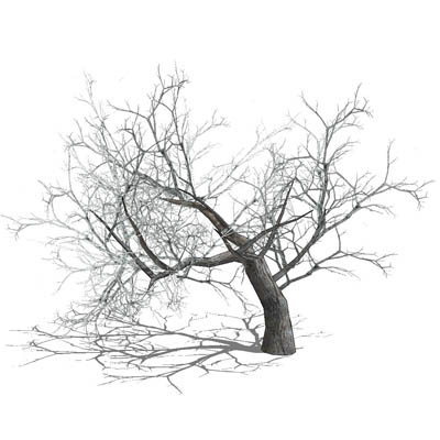 400x400 Big Old Tree 1 3d Model - Large Tree Sketch