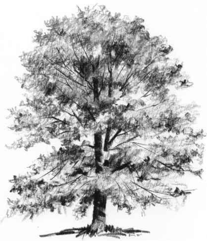 418x485 Capture The Character Of A Tree - Large Tree Sketch