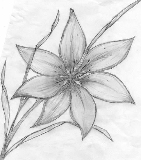 485x550 Flower Sketch Discovered By Leah Hurst On We Heart It - Large White Flower Sketch