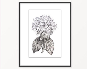 340x270 Flower Drawing Botanical Sketch Pencil Sketch Black And Etsy - Large White Flower Sketch