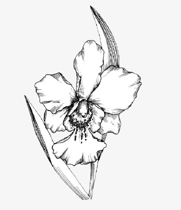 585x678 Hand Painted Large Flowers Sketch, Sketch, Hand Painted Material - Large White Flower Sketch