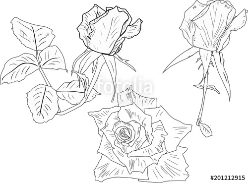 500x369 Rose Three Large Sketches Isolated On White Stock Image And - Large White Flower Sketch
