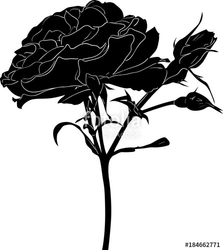 446x500 Sketch Of Rose Flower With Large Bloom On White Stock Image And - Large White Flower Sketch