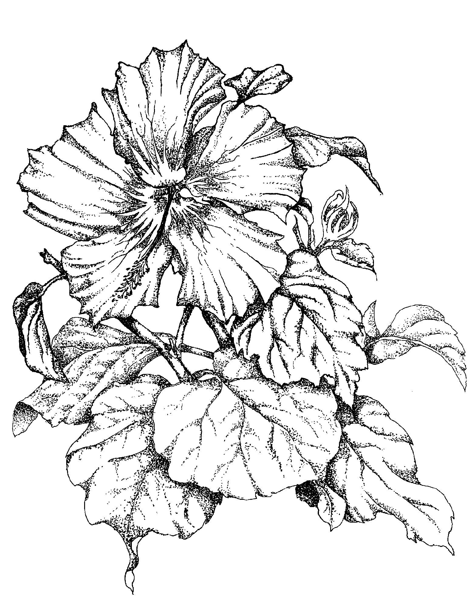 1544x2000 Sketches Of Flowers Single Hibiscus Flower Art I Like - Large White Flower Sketch