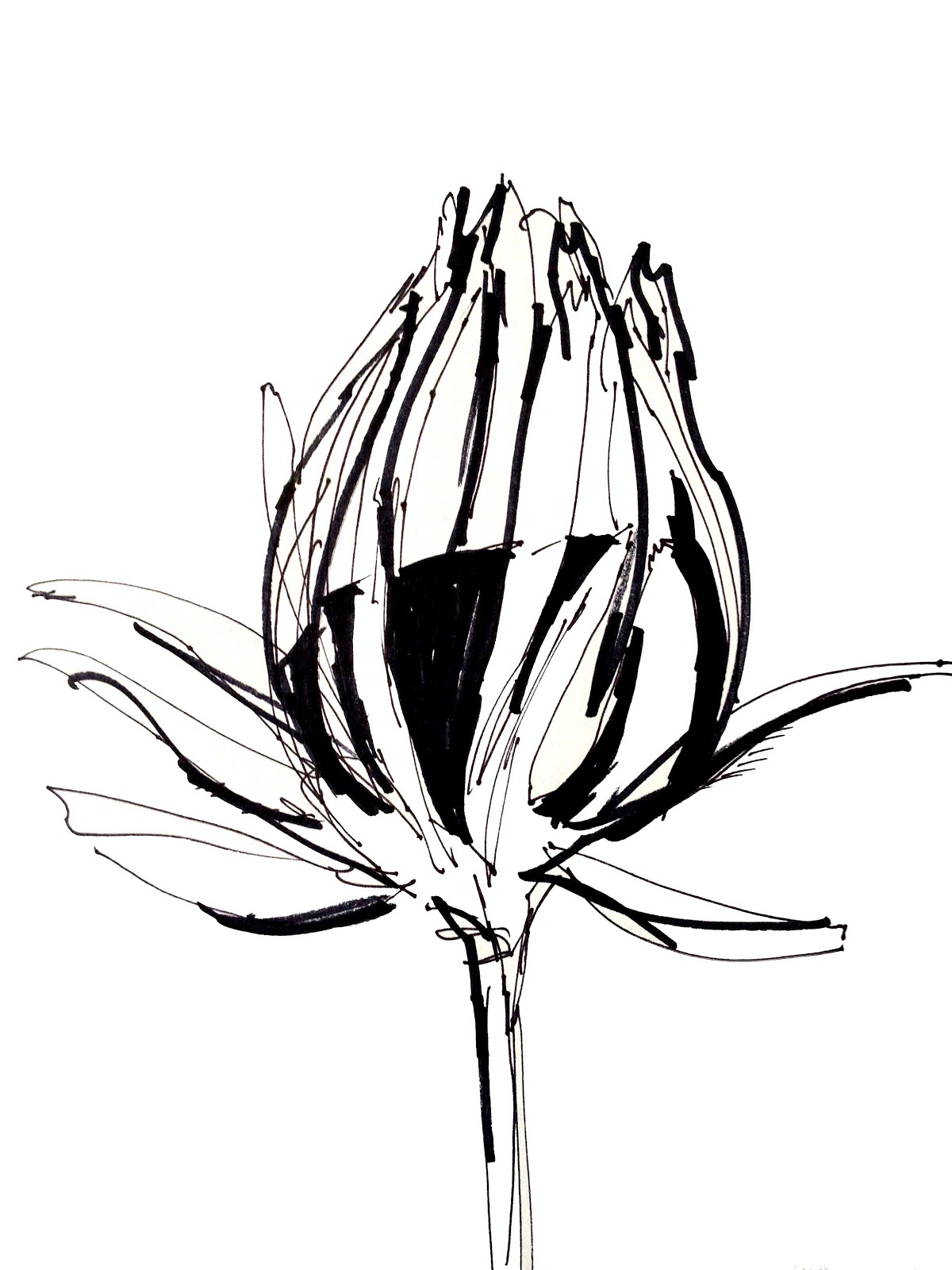 1200x1600 Deborah May Flower Challenge Day Eight Sketches To - Large White Flower Sketch