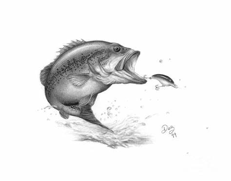 Largemouth Bass Sketch at PaintingValley.com | Explore collection of ...