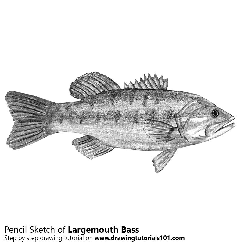 800x800 Largemouth Bass Pencil Drawing - Largemouth Bass Sketch