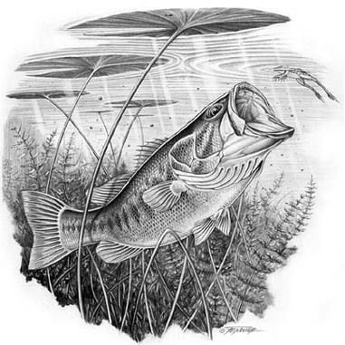 381x381 Largemouth Bass Picture - Largemouth Bass Sketch