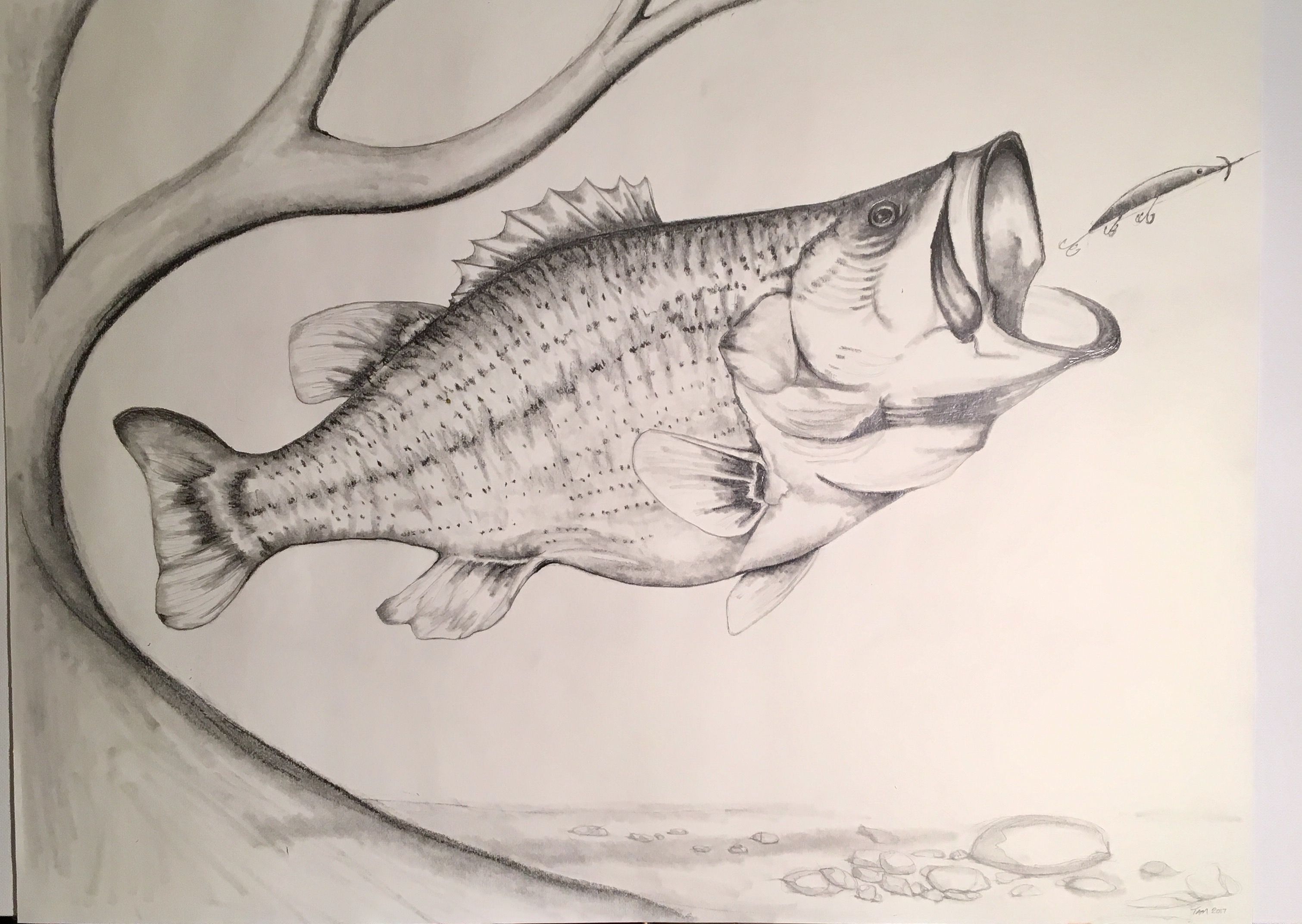 3021x2144 Largemouth Bass Spots A Potential Meal. Pencil Sketch. Drawing - Largemouth Bass Sketch