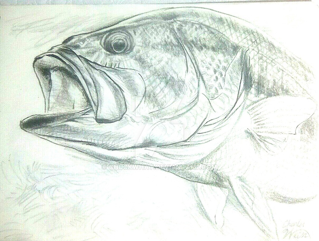 1024x775 Largemouth Bass Portrait By Chuckwhat - Largemouth Bass Sketch