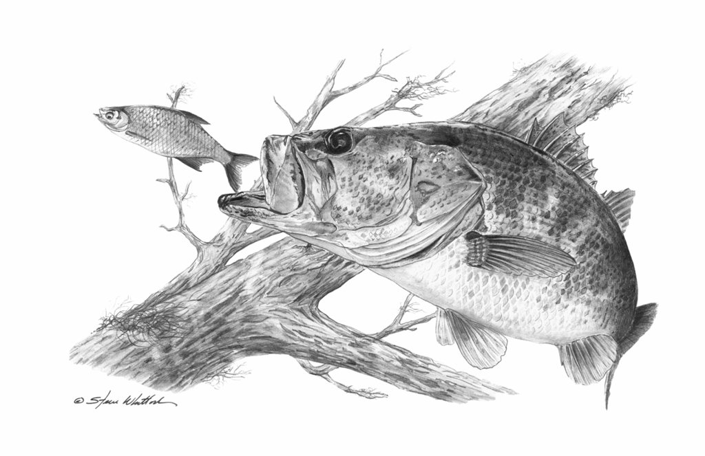 1024x663 Pencil Art Ambush (Largemouth Bass) Steve Whitlock Game Fish - Largemouth Bass Sketch