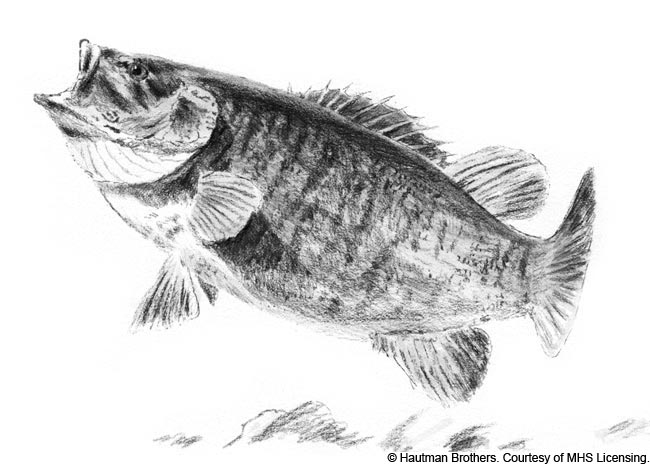 650x465 Small Mouth Bass Sketch - Largemouth Bass Sketch