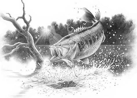 472x337 Bass Fishing Painting Bass Fishing Sketches Jumping Large Mouth - Largemouth Bass Sketch