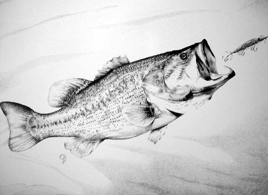 893x650 Fishing Drawing - Largemouth Bass Sketch